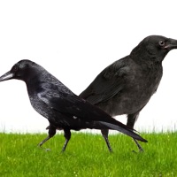 The filial crow